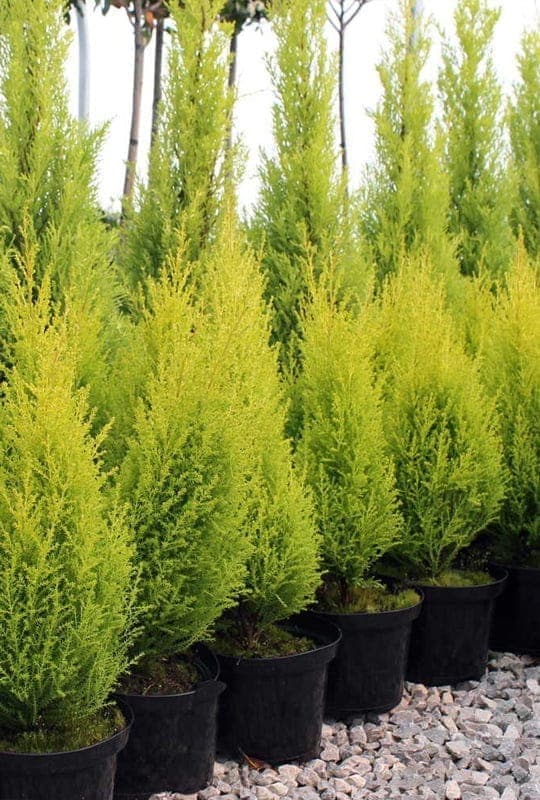 Cupressus Macrocarpa ‘Wilma’
