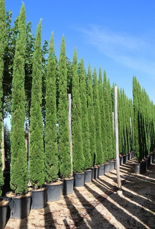 Cupressus Sempervirens ‘Totem’