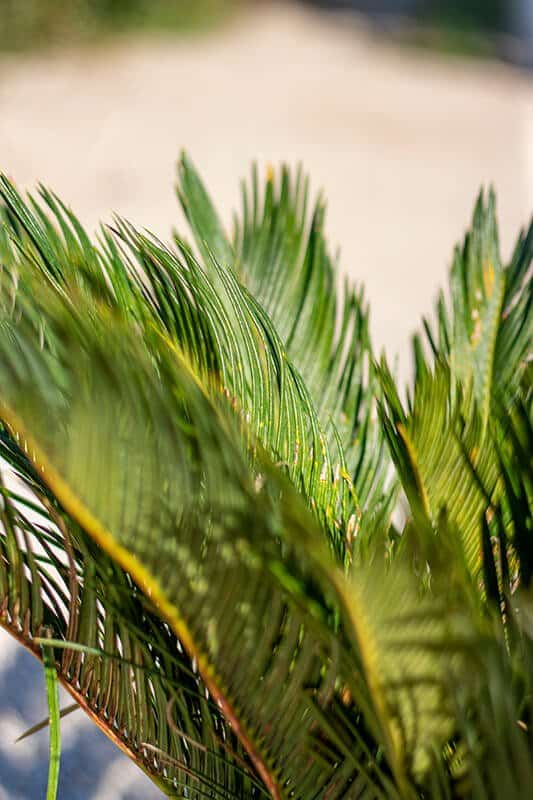 Cycas revoluta