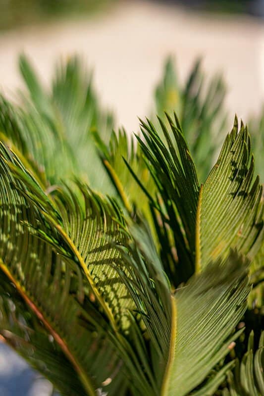 Cycas revoluta