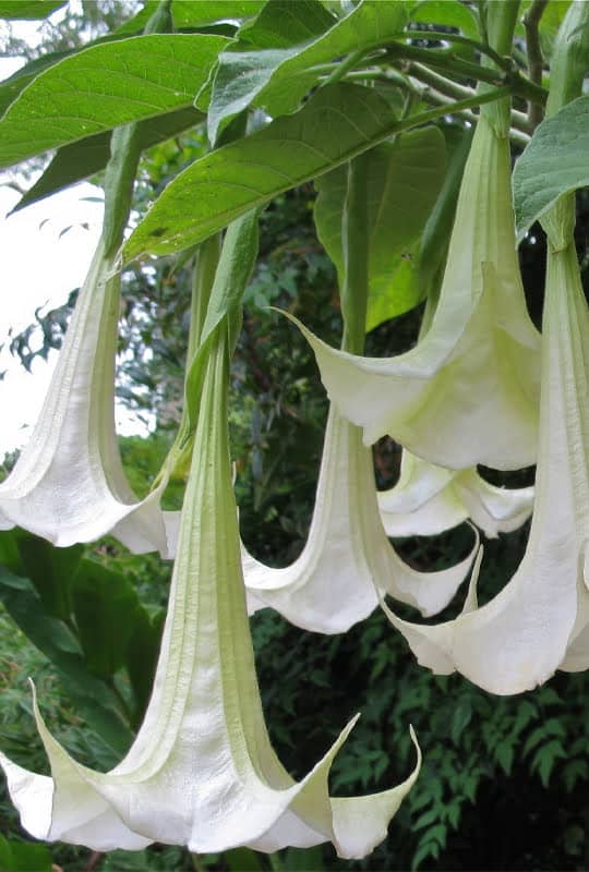 Datura Arborea