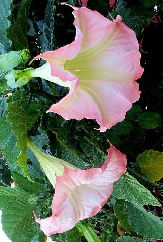 Datura rosei