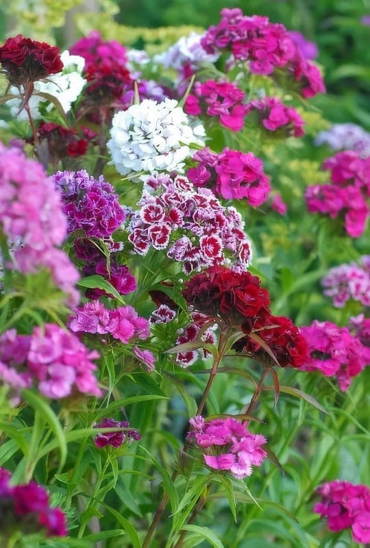 Dianthus barbatus