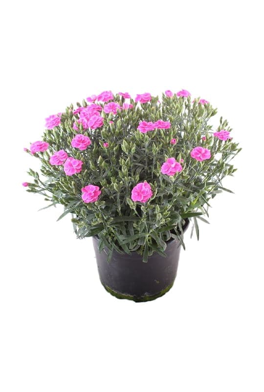 Dianthus caryophyllus