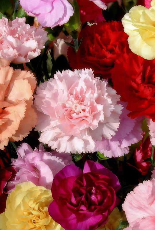 Dianthus mix