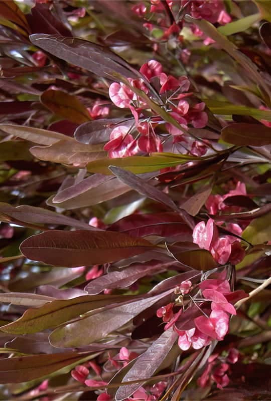 Dodonea Purpurea