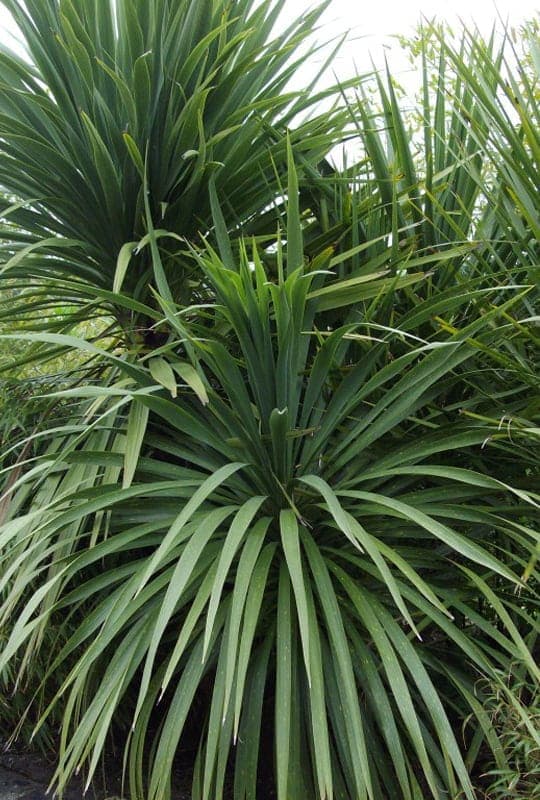 Dracena Australis