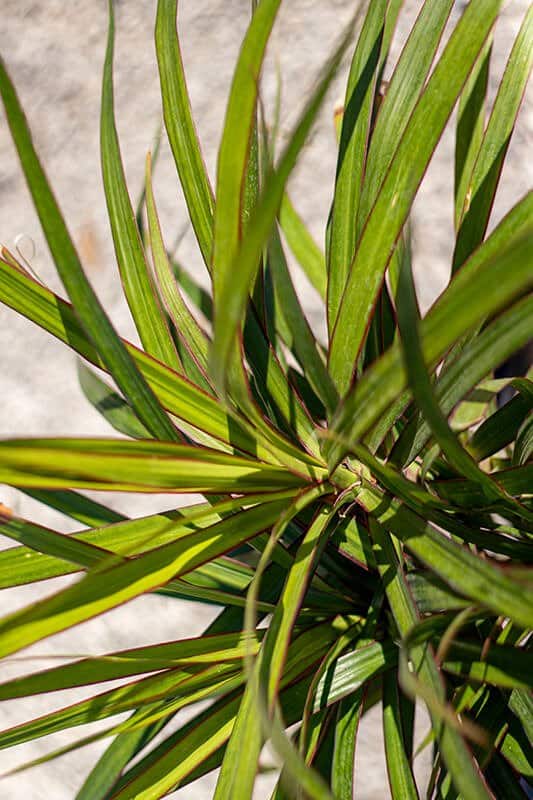 Dracena marginata