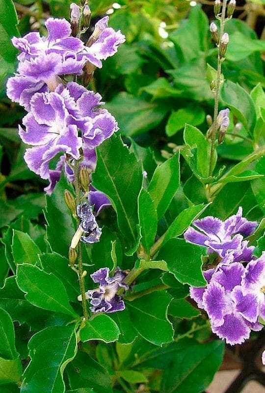 Duranta Plumeri