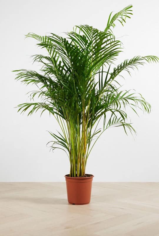Dypsis lutescens