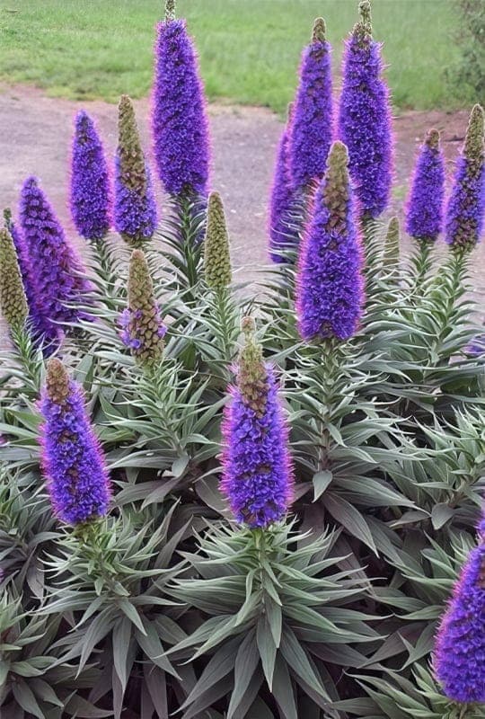 Echium Fastuosum