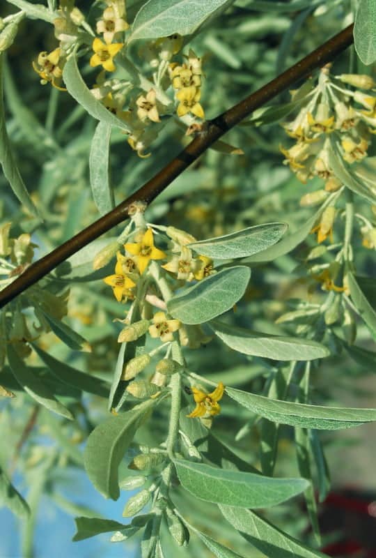 Elaeagnus Augustifolia