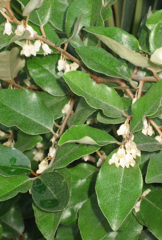 Elaeagnus Ebbingei
