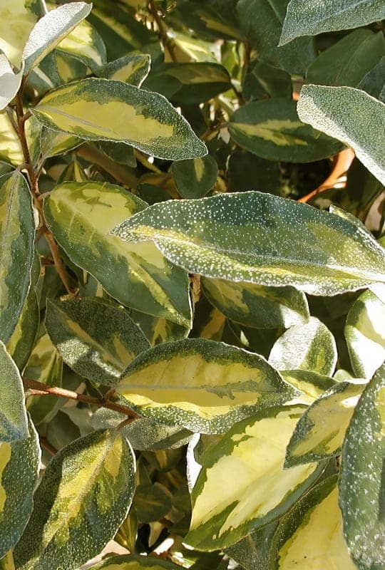 Elaeagnus Ebbingei ‘limelight’