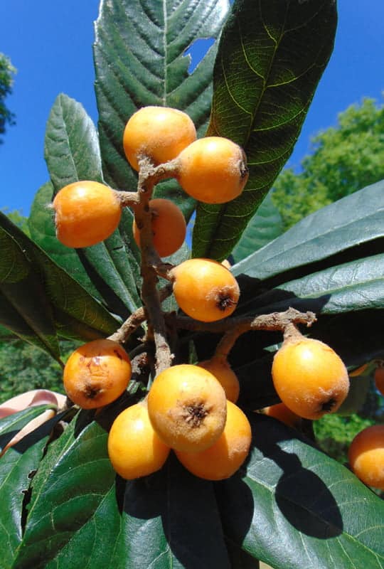 Eriobotrya Japonica