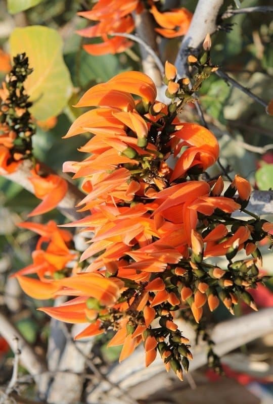 Erythrina Caffra