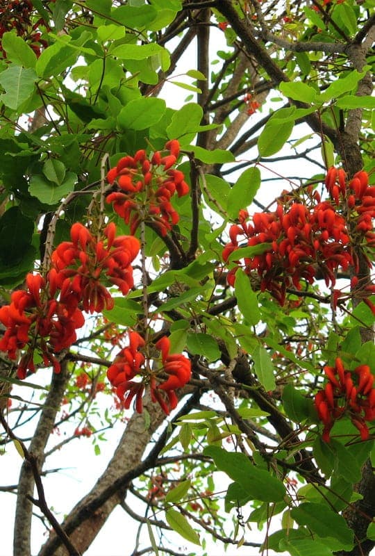 Erythrina Falcata
