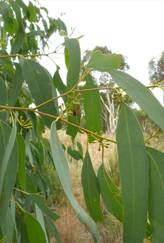 Eucalyptus Globulus