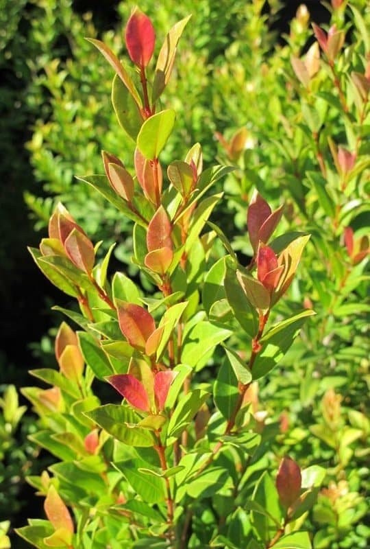Eugenia Myrtifolia