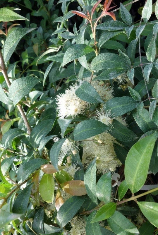 Eugenia Myrtifolia ‘New Port’
