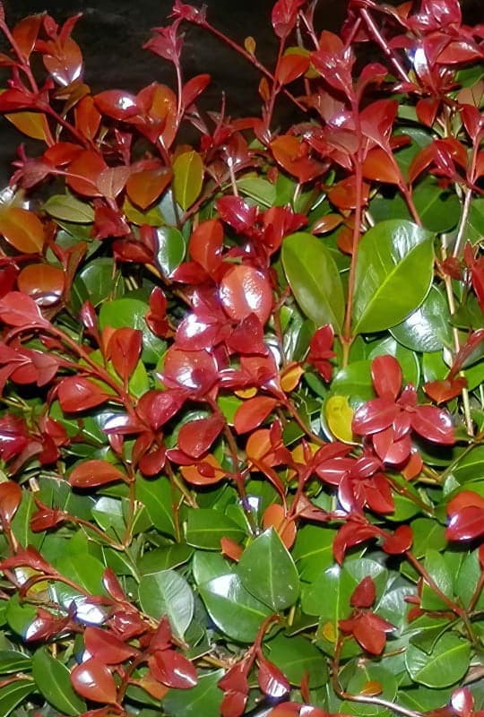 Eugenia uniflora ‘Etna Fire’