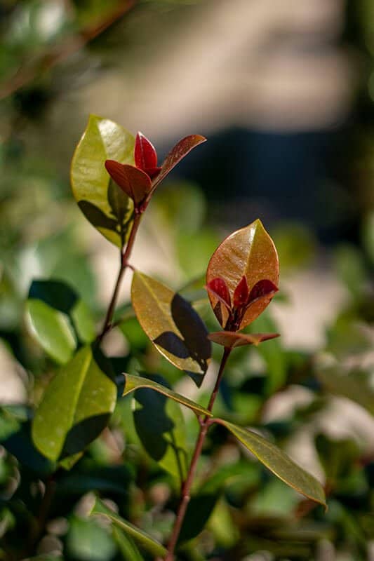 Eugenia uniflora ‘Etna Fire’