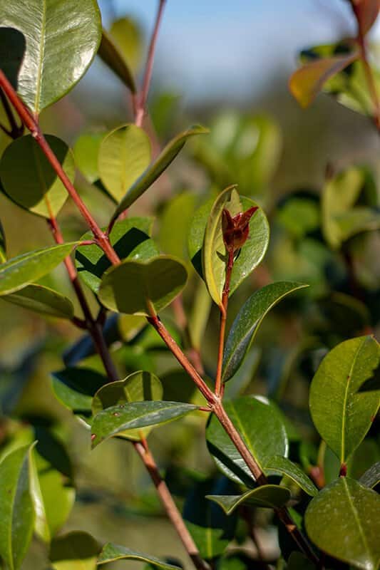 Eugenia uniflora ‘Etna Fire’
