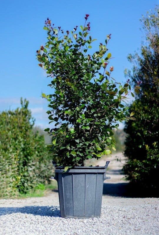 Eugenia uniflora ‘Etna Fire’