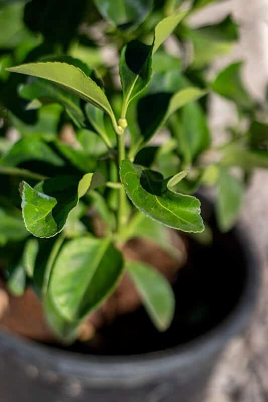 Euonymus japonicus