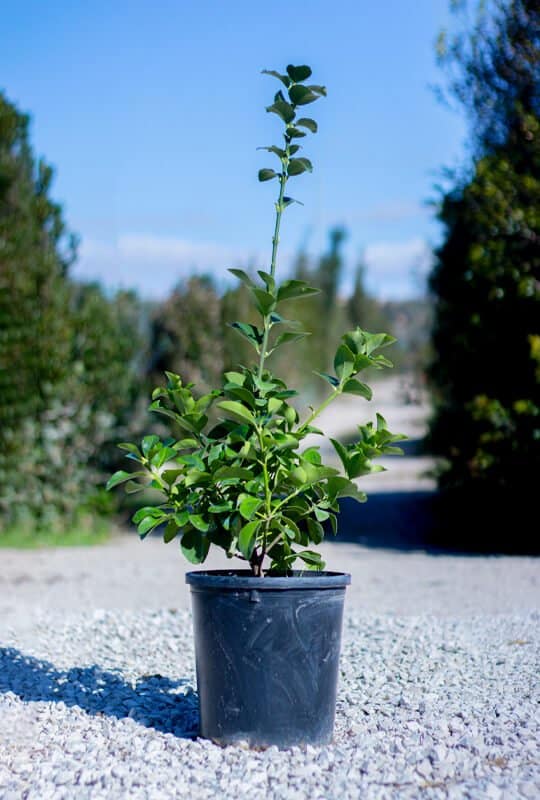 Euonymus japonicus