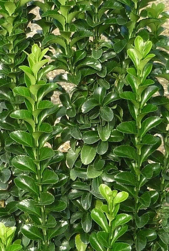 Euonymus japonicus ‘Green spider’