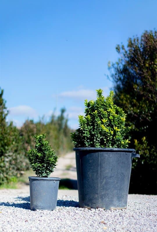 Euonymus japonicus ‘Green spider’