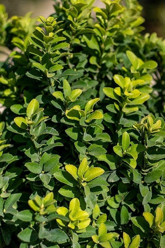Euonymus japonicus ‘Green spider’