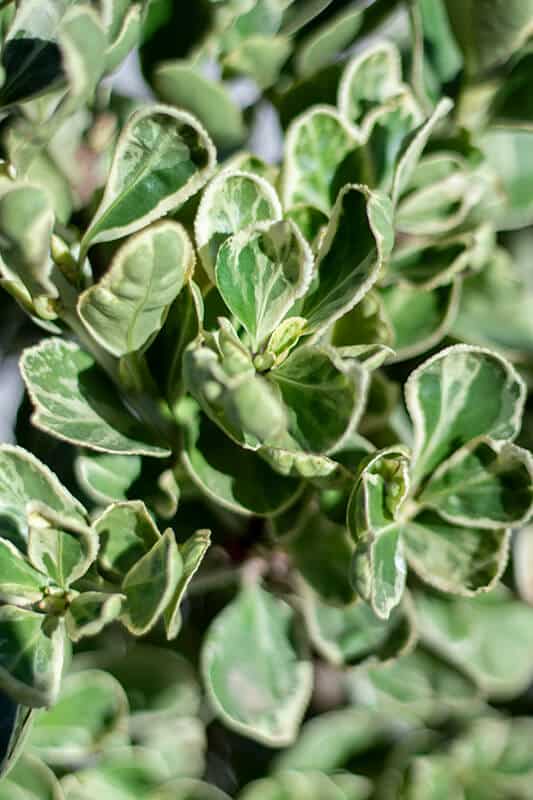 Euonymus japonicus’Kathy’