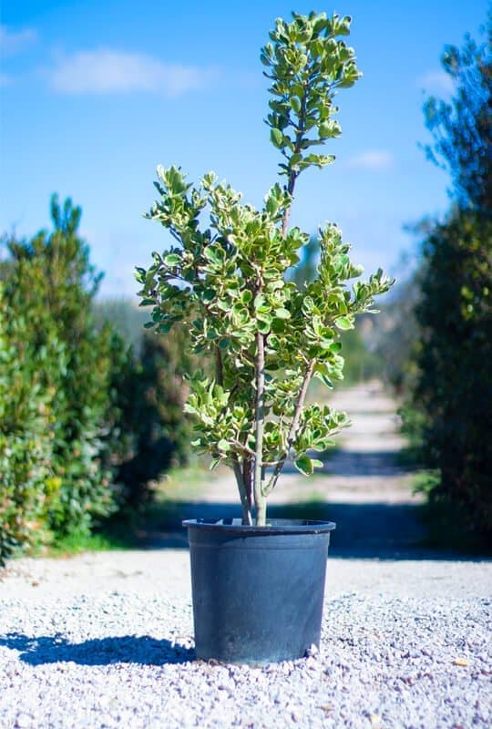 Euonymus japonicus’Kathy’