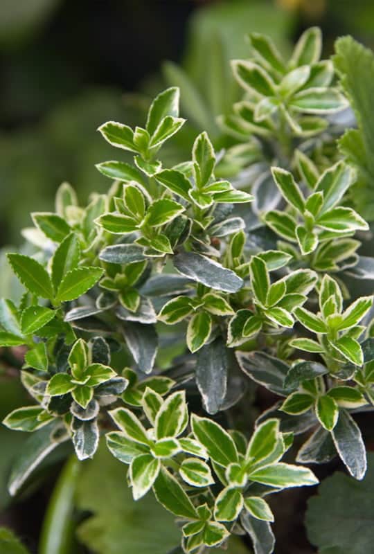 Euonymus japonicus ‘Microphyllus Variegatus’