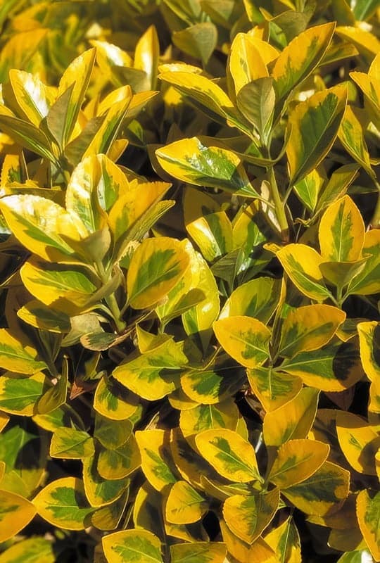 Euonymus Japonicus ‘Aureus’