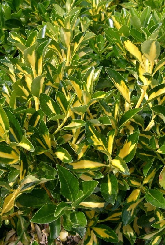 Euonymus Japonicus ‘Auropictus’
