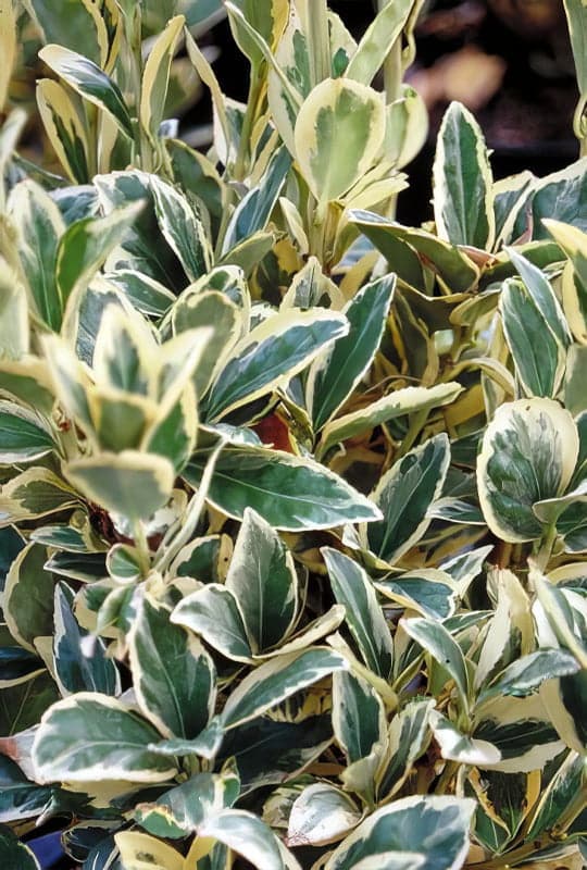 Euonymus Japonicus ‘Bravo’