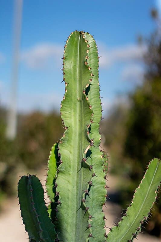Euphorbia erythraea