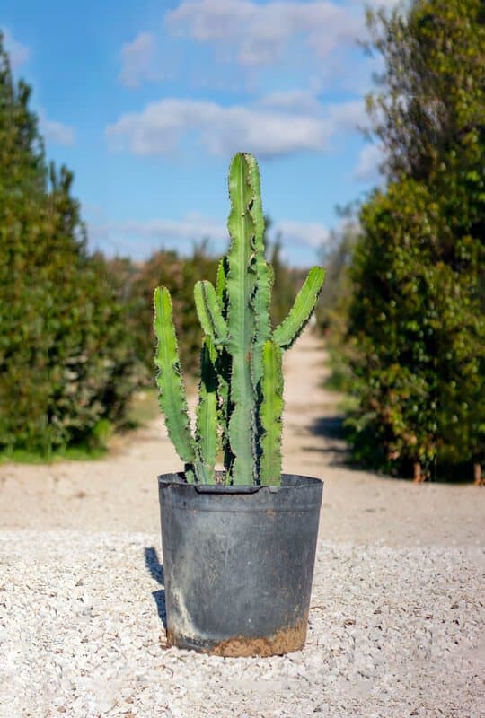 Euphorbia erythraea