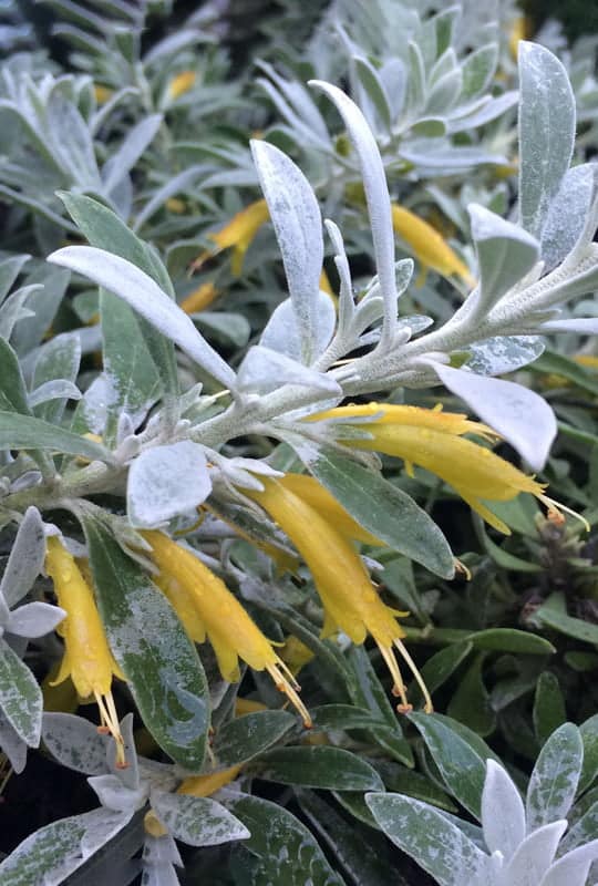 Euremophila Glabra