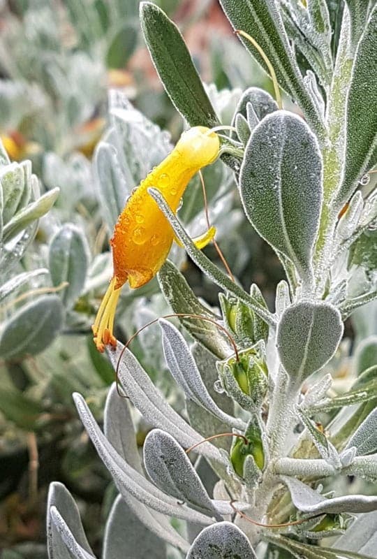 Euremophila Glabra ‘kalbarri carpet’