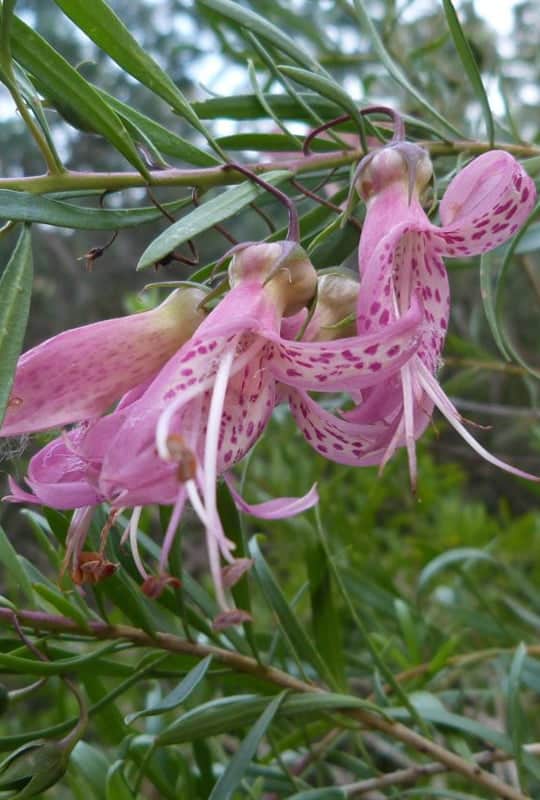 Euremophila Maculata