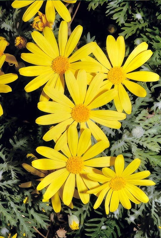 Euryops pectinatus
