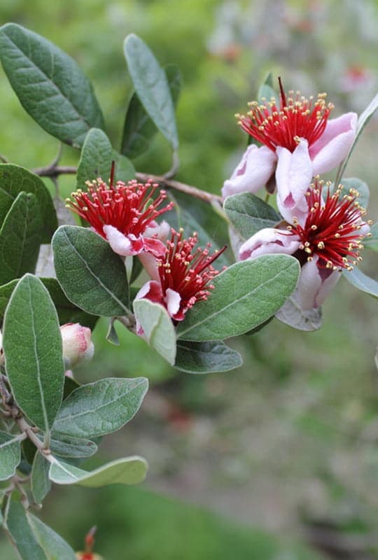 Feijoa Sellowiana