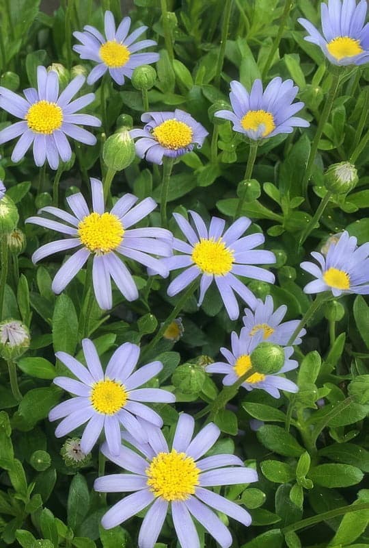 Felicia amelloides