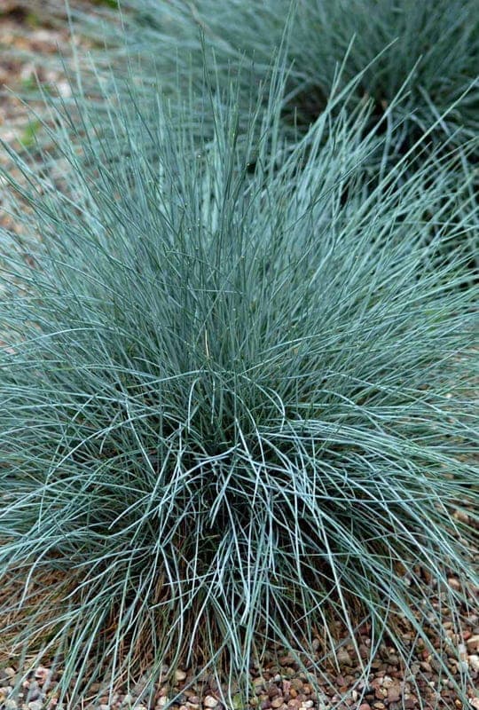 Festuca glauca