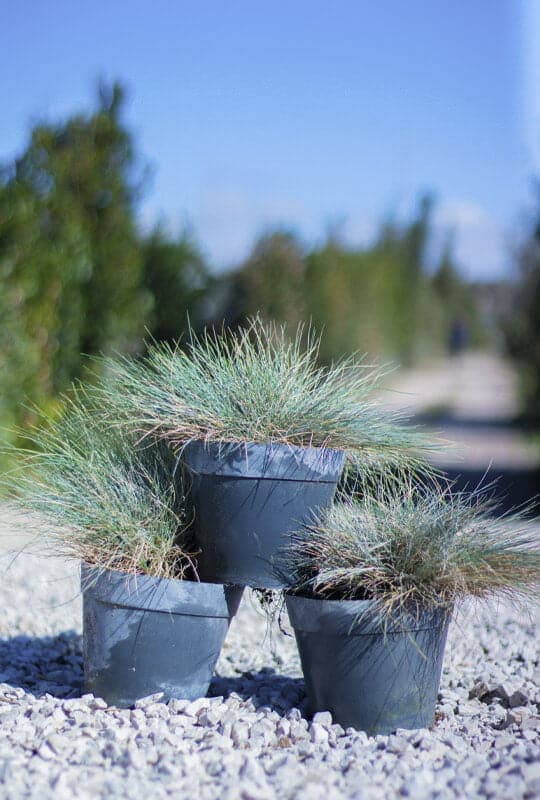 Festuca glauca