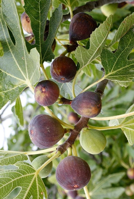 Ficus Carica